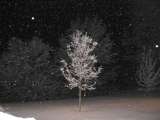 little tree in snowstorm, 66K